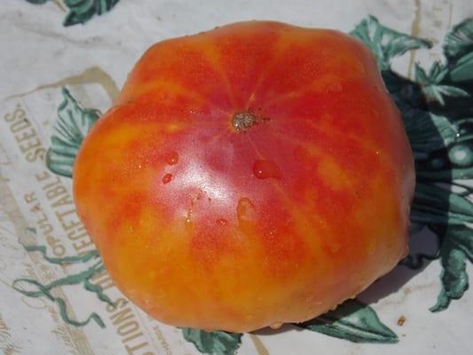 Hawaiian Pineapples Tomato Seeds