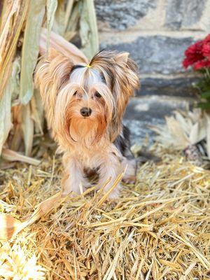 Violet Blue Merle teacup female Yorkshire terrier