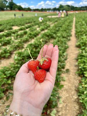 Picking strawberries!!!