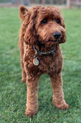 Rosebud Australian Labradoodles