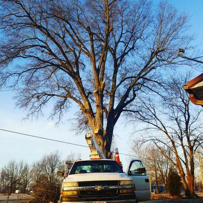 The 5 foot white oak when we first started to remove it. It had a internet cable and a drive way all the way around it on all sides