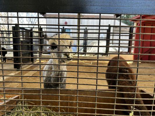 Alpaca in the barn area...