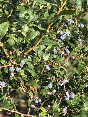 Blueberry picking at Blue Star Farms