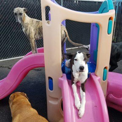 Outdoor play area is securely fenced and safe