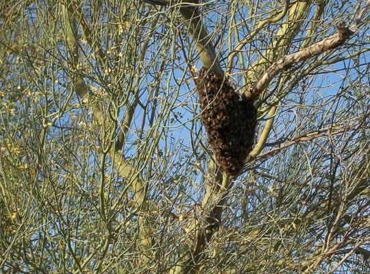 A recent valley bee swarm job, photo taken by Derek Abello, all natural organic beekeeper, owner of Abello Bees (www.abellobees.com)