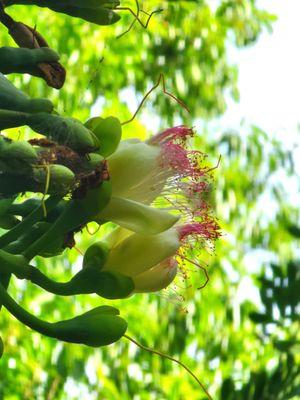 Night blooming flowers for bats and moths.