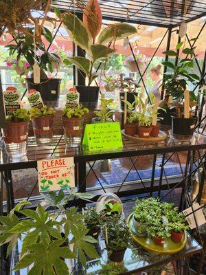 In-store display variety of plants