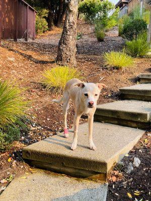 Muir Oaks Veterinary Hospital