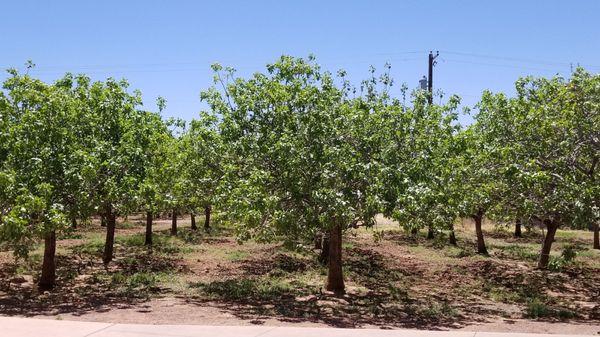 Tree farm