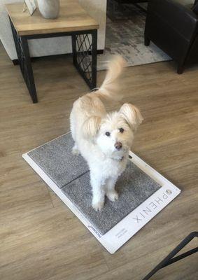 Bailey  picked out her new carpet!