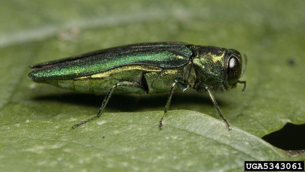 These pests are a major risk for your ash trees.  We can protect your trees with the best products on the market.