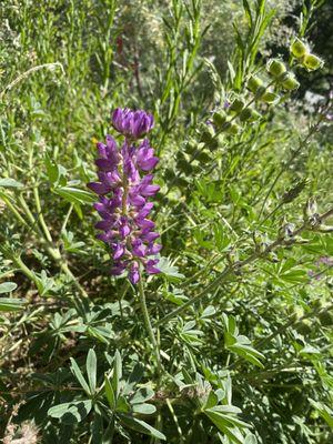 Lupine blooming right outside the visitor center in mid April.