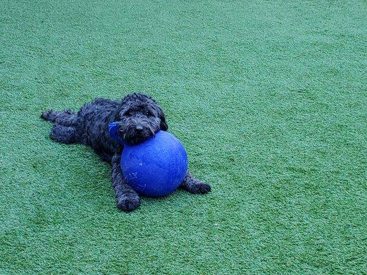 He wore himself out running around and playing with the jolly ball until all he could do was snuggle with it!