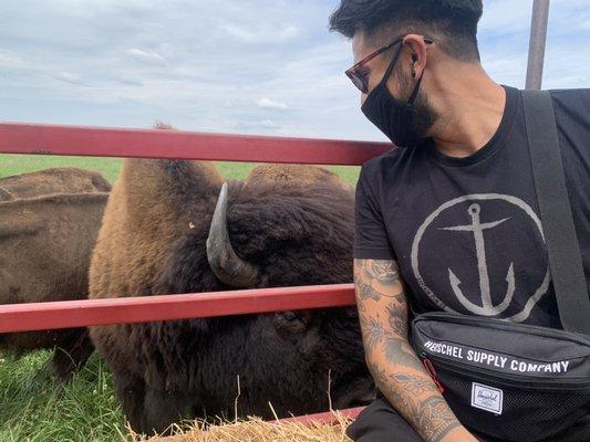 Bison Tour