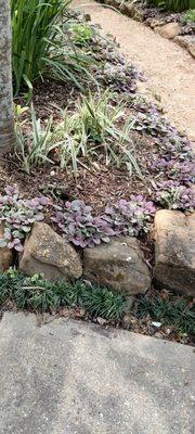 Tri-color ajuga in between the rock