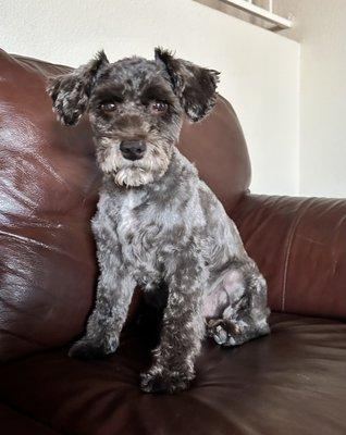 Lounging on the couch - waiting for a walk.