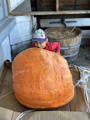 Biggest Pumpkin I have ever seen