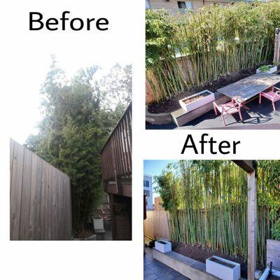 Before and after trimming and thinning of our bamboo wall.