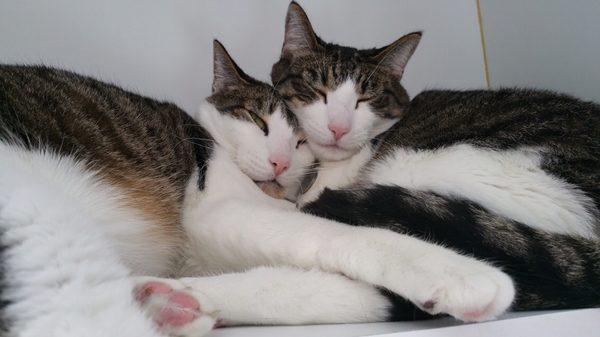 Relaxing in kitty boarding