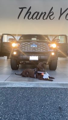 My parents new Tacoma. Our dog approved the purchase for the car too hahaha