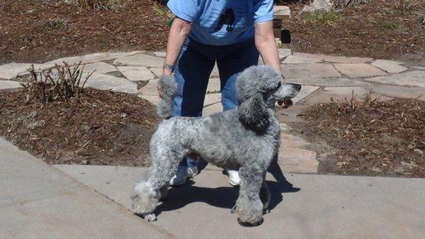 "Tony" gray and tan brindle multicolor standard poodle. The smaller stature "kline /moen" size.