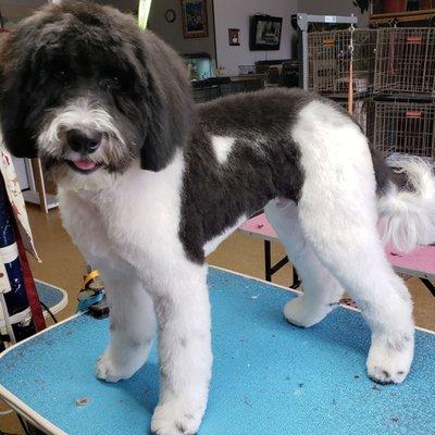 Beautiful Doodle, sporting a med/short puppy scissor style, pretty and easy to maintain!