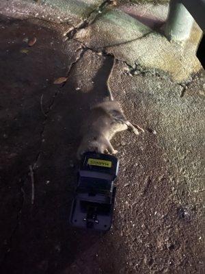 Dead rat from the kitchen area taken to the dumpster.