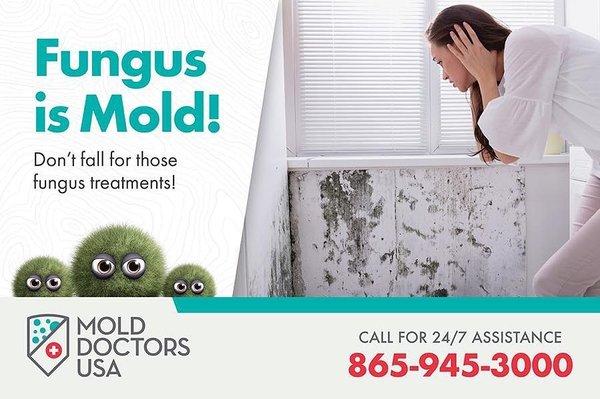 Fungus is Mold!