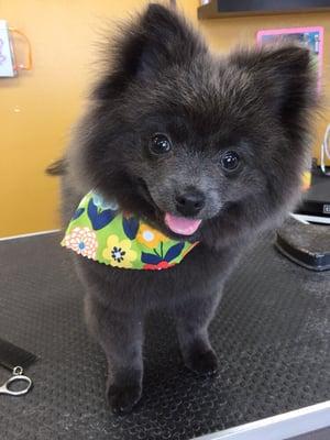 Beautiful little Bella! Groomed by Denise at Wags to Riches