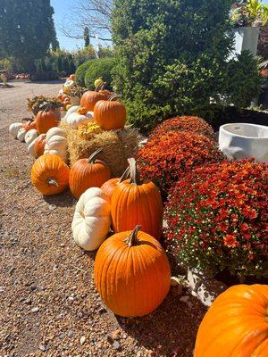 Check out our amazing pumpkins & mums!