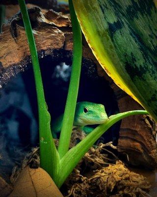 Green Keel Bellied Lizard (Gastropholis prasina)