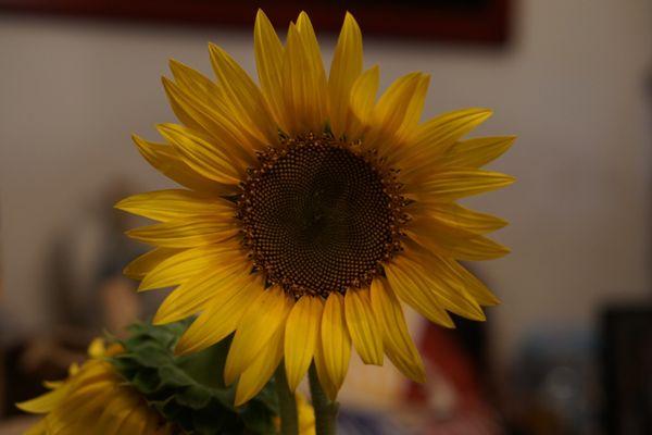 Nce sunflower *10/21/21