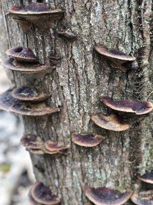 Cool tree fungus!