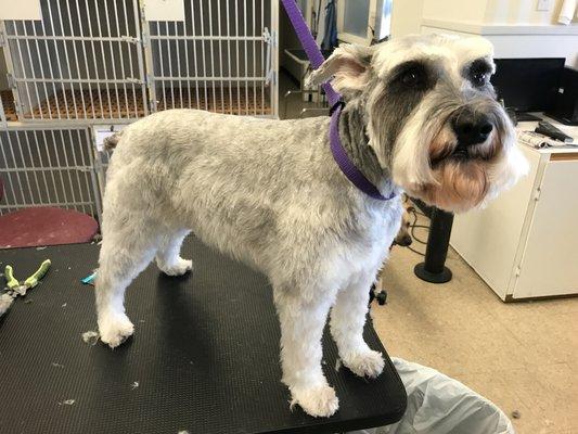 Mini just got done grooming,and is waiting for mum to pick up.