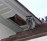 Raccoons entering through soffit areas