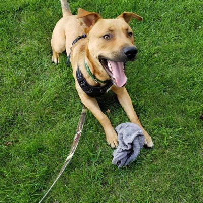 Jersey found a hat at the park. He looks so pleased with himself