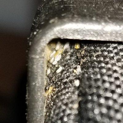 Bed bug eggs found hiding in the cracks and crevices of a suitcase.