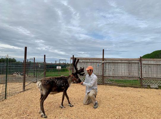 Finally! Getting to mingle with the reindeer!