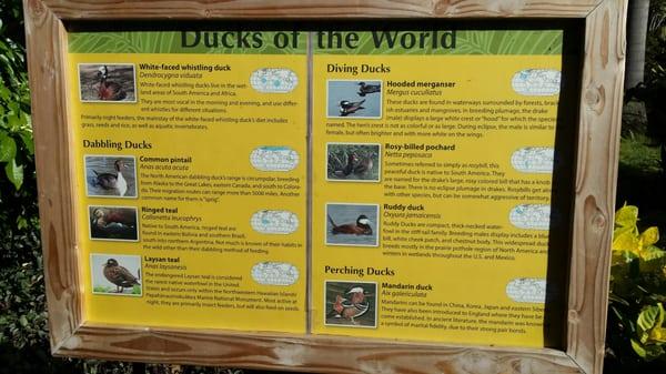 Duck info!