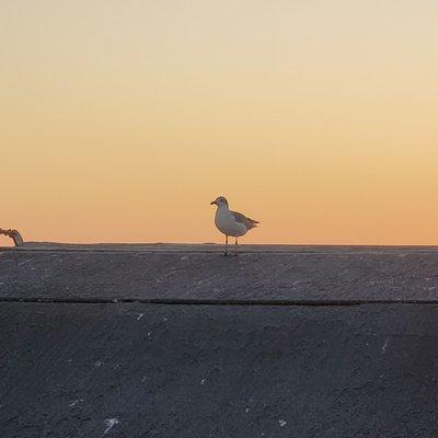 Seagull hopping a ride