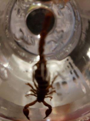 Scorpion in the bottle! What?  Lol