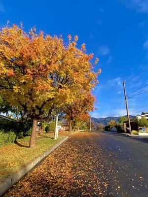 Lovely fall colors later in December