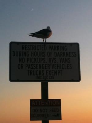 Seagull taking in the view.