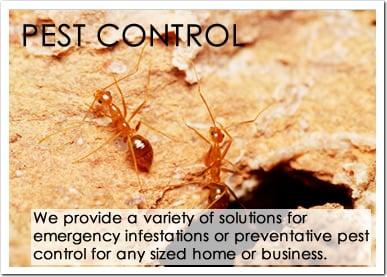 Pest Control Solutions