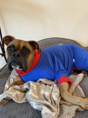 Super dog surgery suit