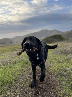 Maybelle on an adventure hike with Patti!