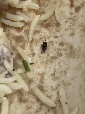 dead bug in food.