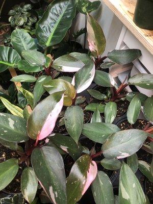 Philodendron Pink Princess