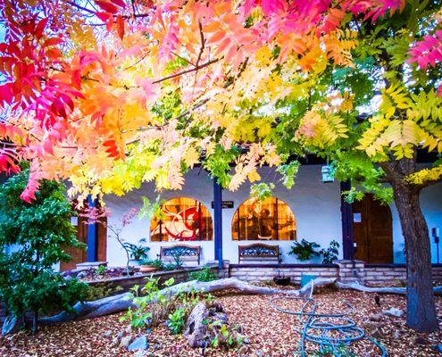 Not sure which is more colorful - the stained glass or the trees!