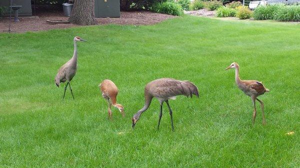 Our family of Sandhill Cranes that love to hang out in our yard all summer long!